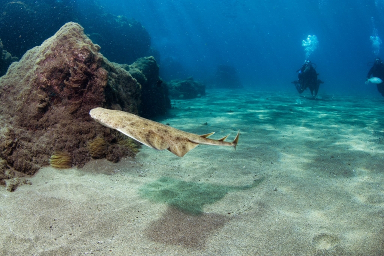 Puerto del Carmen: Discovery Underwater Museum met 3 duikenPuerto del Carmen: Probeer Discover Museum met 3 duiken