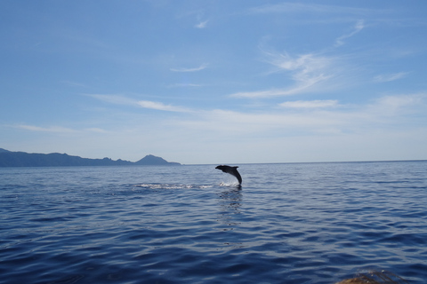 Porto : croisière d'une demi-journée dans la réserve de Scandola et aux calanques de Piana