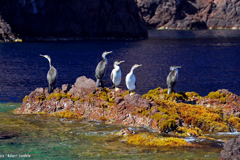 Porto: Half-Day Cruise Scandola Reserve & Calanche de Piana