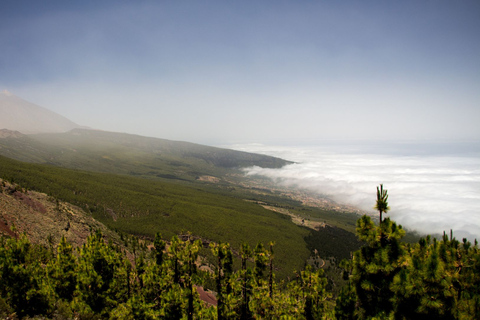 Teide and Dolphins a Magical Day