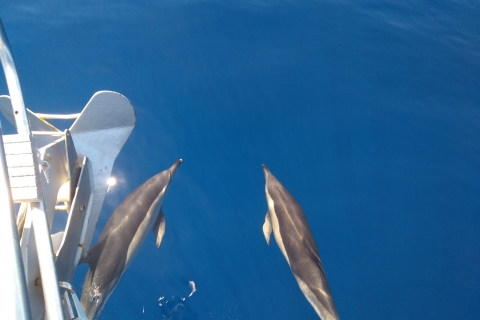 Teide en dolfijnen een magische dag