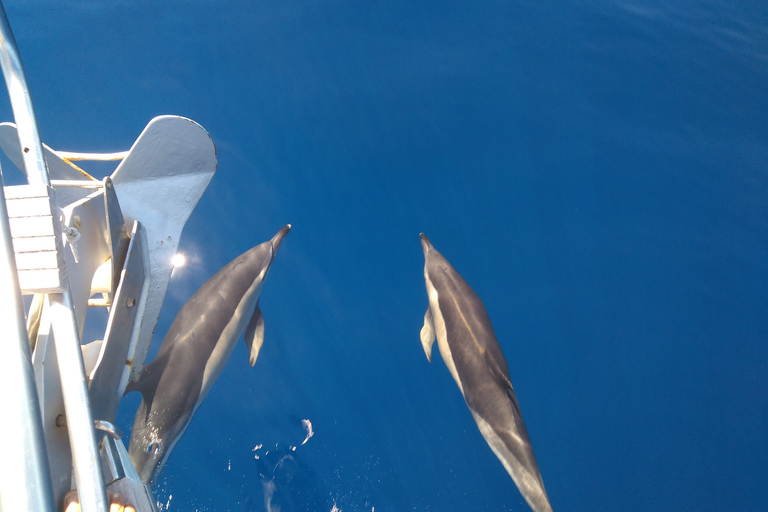 Teide and Dolphins a Magical Day