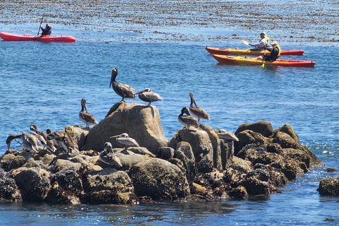 Von San Francisco aus: Private Monterey Tour mit Pebble BeachPrivate Monterey, 17-mile Drive, Pebble Beach, Carmel Tour