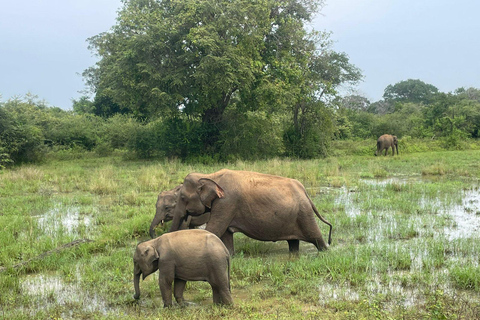 Minneriya National park safari with jeep & Entrance Ticket