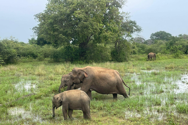 Safari dans le parc national de Minneriya avec jeep et billet d&#039;entrée