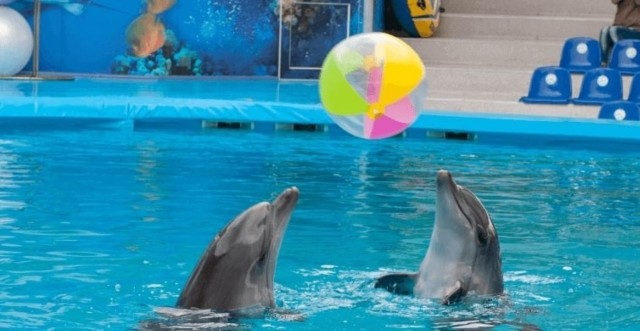 Visit Sharm el-Sheikh Dolphin Show & Optional Swimming w/Dolphins in Sharm el-Sheikh