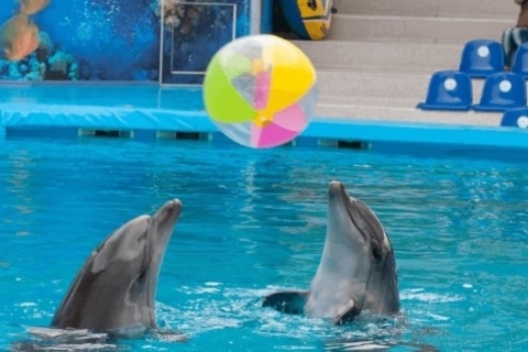 Sharm el-Sheikh: Espectáculo de delfines y nado opcional con delfinesEspectáculo sin nadar con delfines