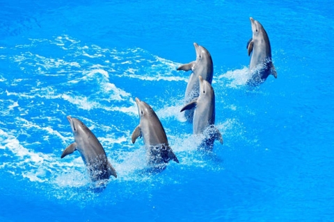 Sharm el-Sheikh: Espectáculo de delfines y nado opcional con delfinesEspectáculo con Nadar con Delfines