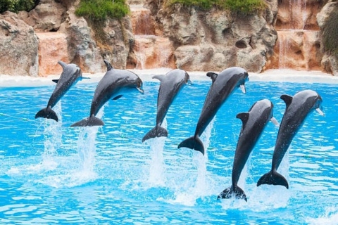Sharm el-Sheikh: pokaz delfinów i opcjonalne pływanie z delfinamiPokaz z pływaniem z delfinami