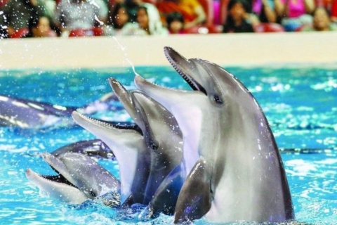 Sharm el-Sheikh: dolfijnenshow en optioneel zwemmen met dolfijnenShow met Zwemmen met Dolfijnen