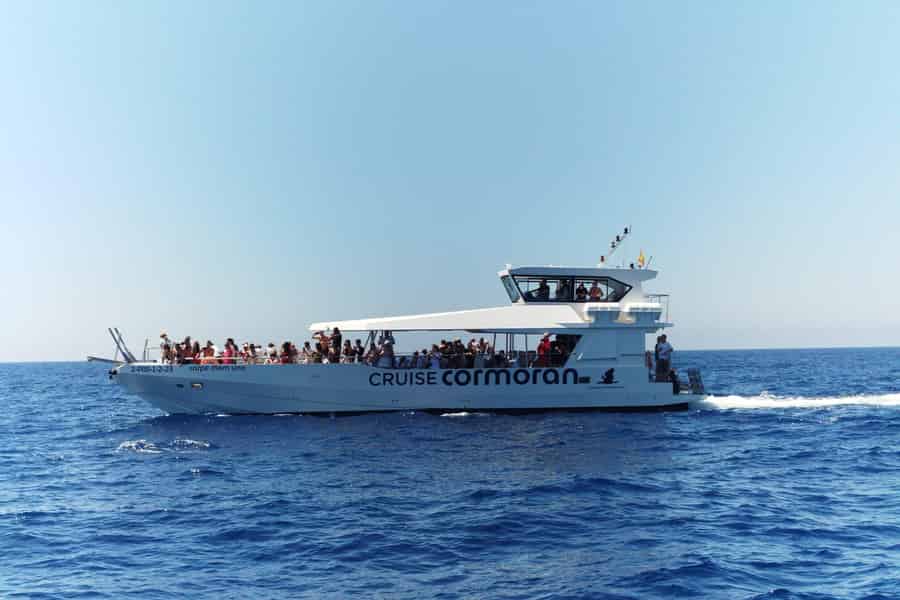 Von Palma: 3-stündige Bootstour zur Delfinbeobachtung am Morgen. Foto: GetYourGuide