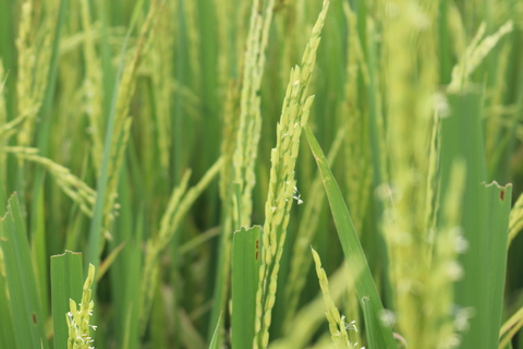 Private Wet Rice Growing Day Tour from Hanoi with Lunch