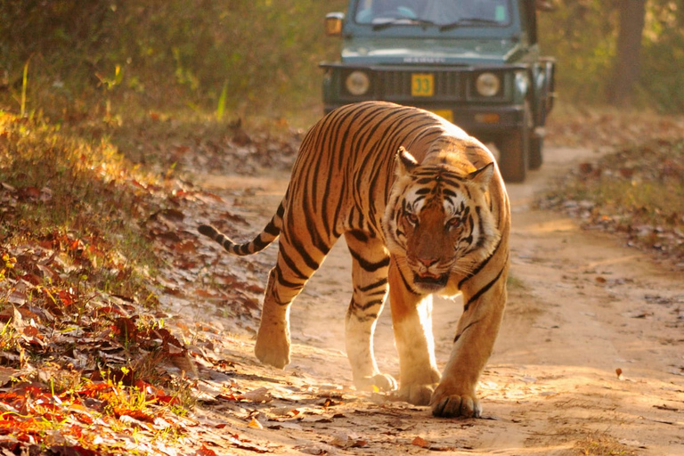 Au départ de Delhi : circuit de safari dans la nature de Ranthambore.Sans Hôtels