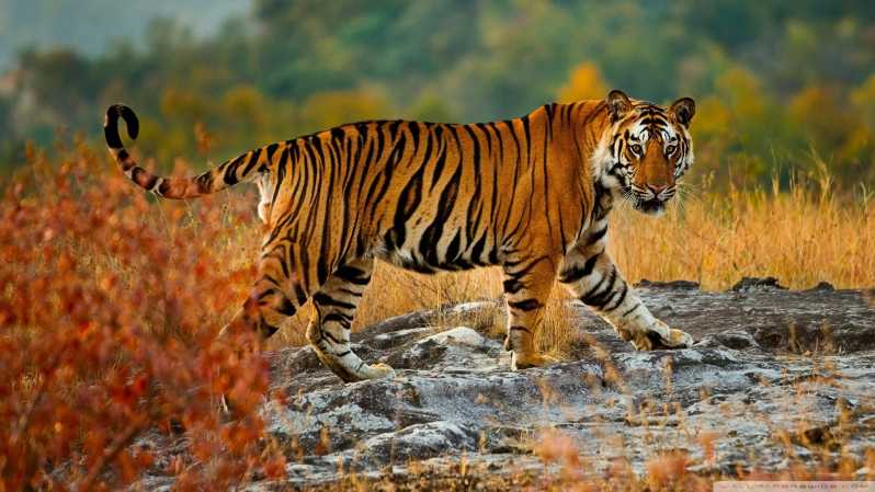 De Delhi: excursão privada de 3 dias ao Ranthambore Wildlife Safari