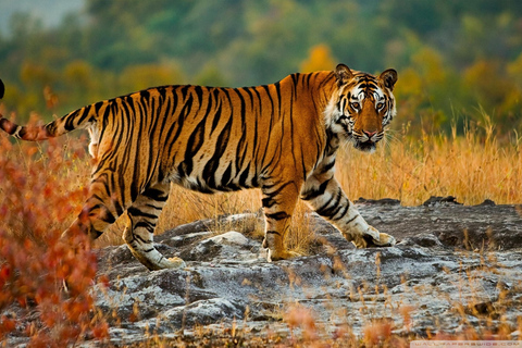 Au départ de Delhi : circuit de safari dans la nature de Ranthambore.Sans Hôtels