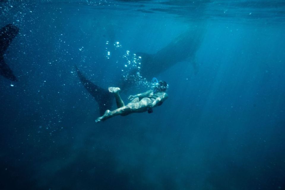 Cebu Whale Shark Swimming & Kawasan Canyoneering Joiner Tour
