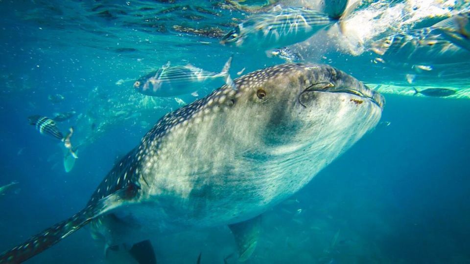 Cebu Whale Shark Swimming & Kawasan Canyoneering Joiner Tour