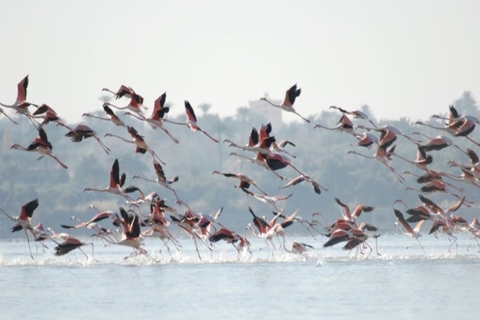 Kairo : Fayoum Ganztagestour Vogelbeobachtung