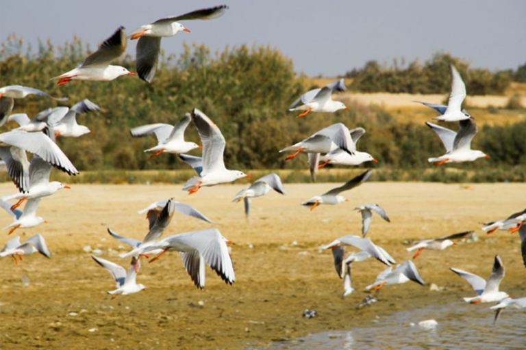 Kair: Całodniowa wycieczka do Fayoum Obserwacja ptaków