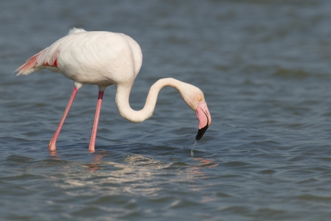 Agadir Flamingos Paseo en Camello Con Opción de Té y CenaCamello con cena barbacoa