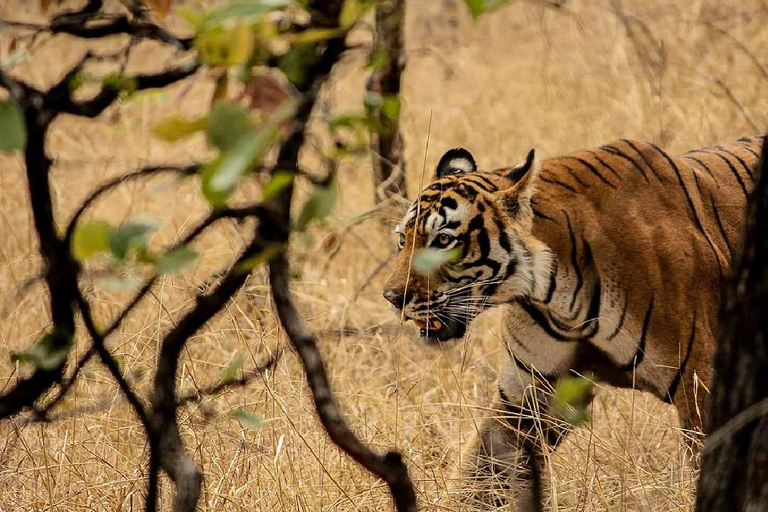 Au départ de Delhi : circuit de safari dans la nature de Ranthambore.Sans Hôtels