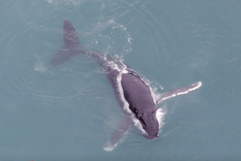 Hoonah: Icy Strait Whale Watch with Drone Filmography