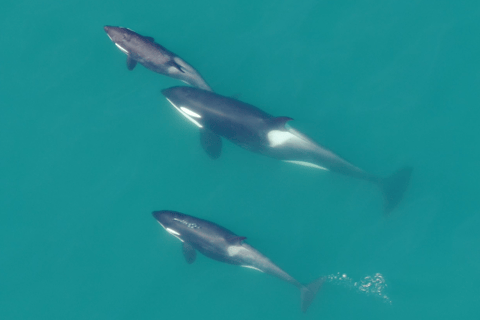 Hoonah: Icy Strait Whale Watch with Drone Filmography