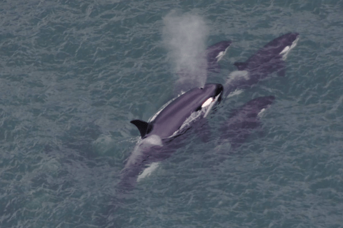Hoonah: Icy Strait Whale Watch with Drone Filmography