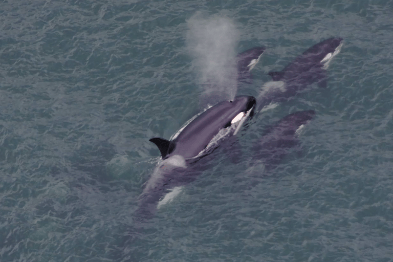 Hoonah: Icy Strait Whale Watch with Drone Filmography