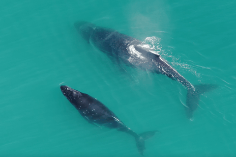 Hoonah: Icy Strait Whale Watch with Drone Filmography
