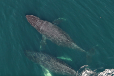 Hoonah: Icy Strait Whale Watch with Drone Filmography