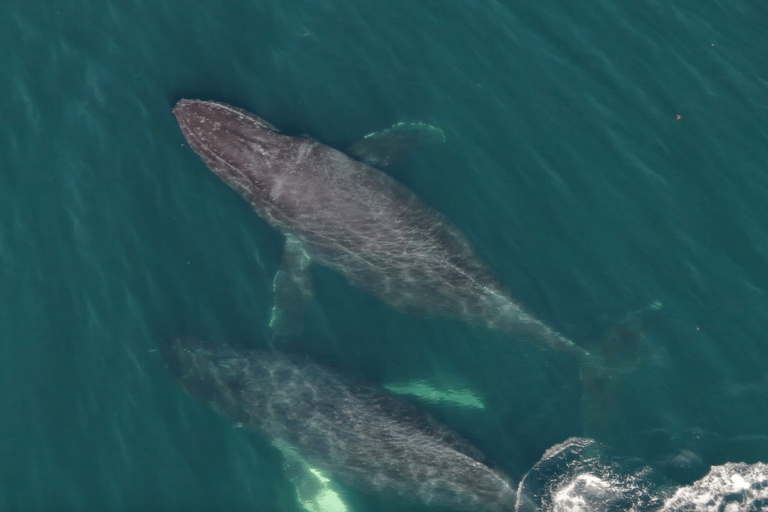 Hoonah: Icy Strait Whale Watch with Drone Filmography