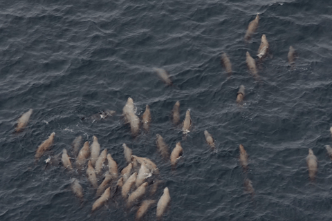Hoonah: Icy Strait Whale Watch with Drone Filmography