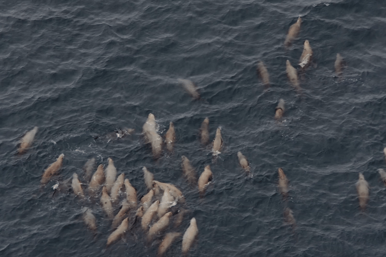 Hoonah: Icy Strait Whale Watch with Drone Filmography