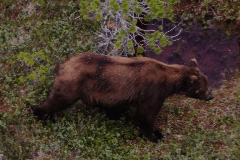 Hoonah: Icy Strait Whale Watch with Drone Filmography