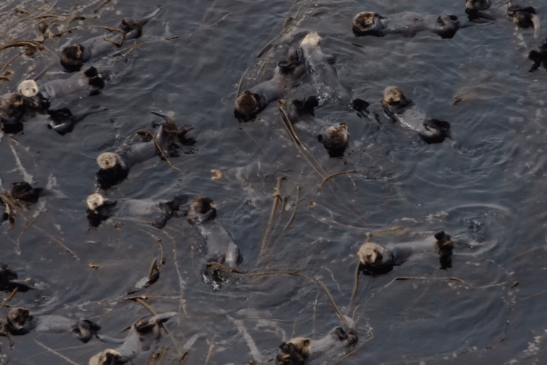 Hoonah: Icy Strait Whale Watch with Drone Filmography