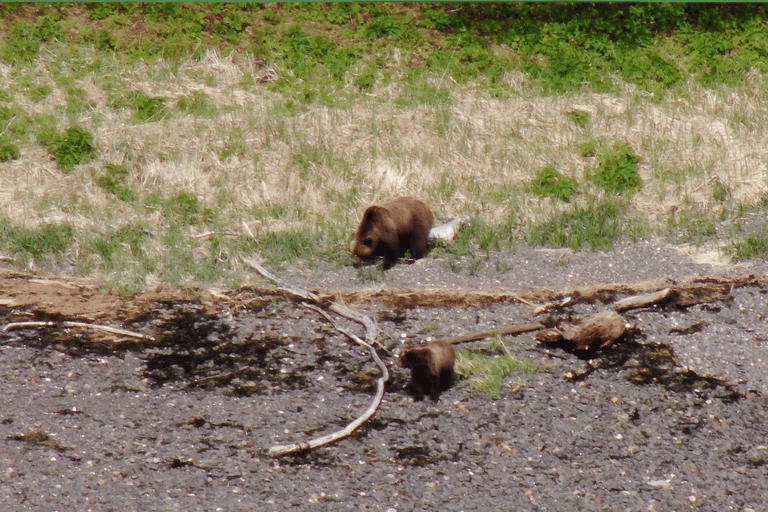 Hoonah: Icy Strait Whale Watch with Drone Filmography