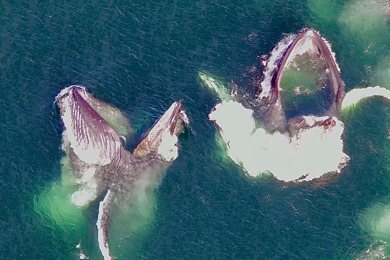 Hoonah: Icy Strait Whale Watch with Drone Filmography