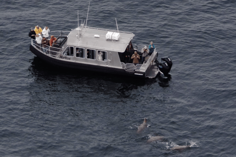 Hoonah: Icy Strait Whale Watch with Drone Filmography