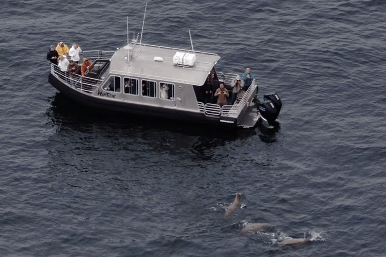 Hoonah: Icy Strait Whale Watch with Drone Filmography