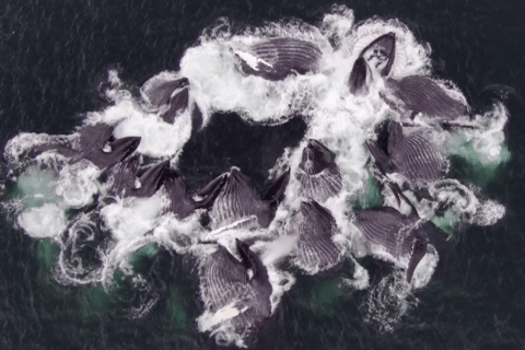 Hoonah: Icy Strait Whale Watch with Drone Filmography