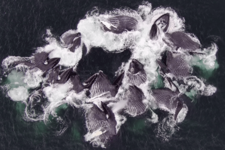 Hoonah: Icy Strait Whale Watch with Drone Filmography