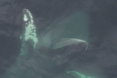 Hoonah: Icy Strait Whale Watch with Drone Filmography