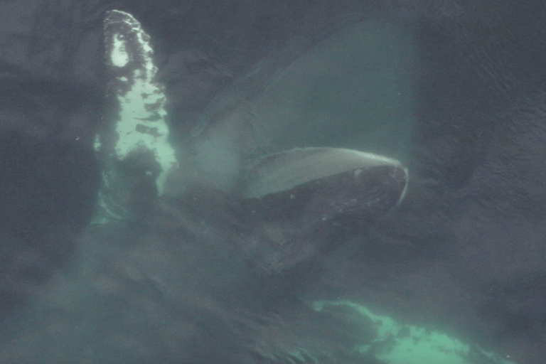 Hoonah: Icy Strait Whale Watch with Drone Filmography
