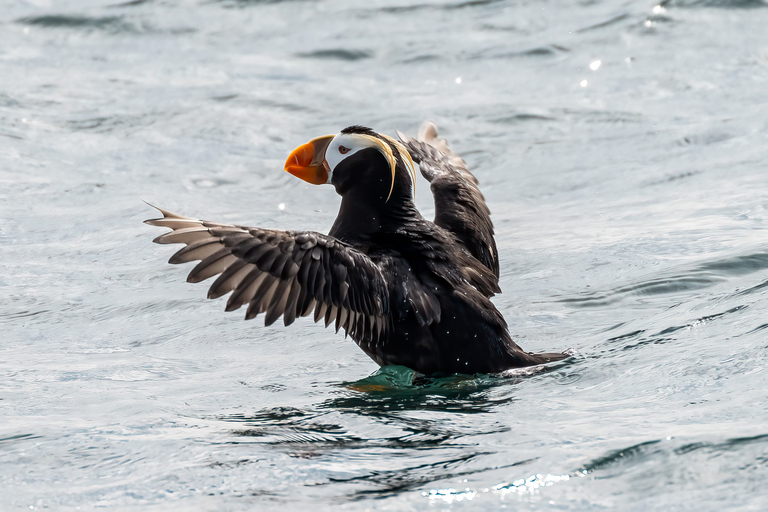 Hoonah: Icy Strait Whale Watch with Drone Filmography