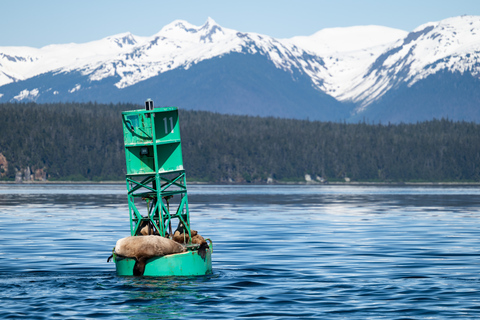 Hoonah: Icy Strait Whale Watch with Drone Filmography