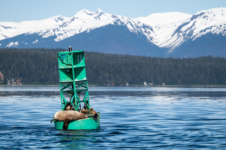 Hoonah: Icy Strait Whale Watch with Drone Filmography