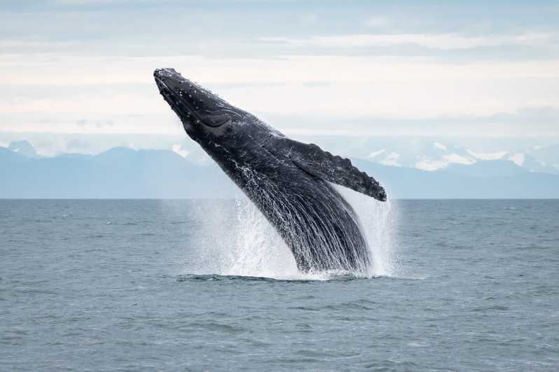 Hoonah: Icy Strait Whale Watch with Drone Filmography | GetYourGuide