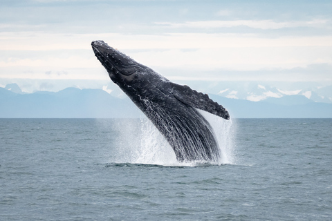 Hoonah: Icy Strait Whale Watch with Drone Filmography