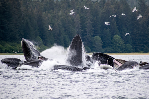 Hoonah: Icy Strait Whale Watch with Drone Filmography